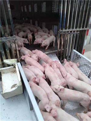 铝合金带空调猪仔运输车 前四后八猪苗运输车参数详解